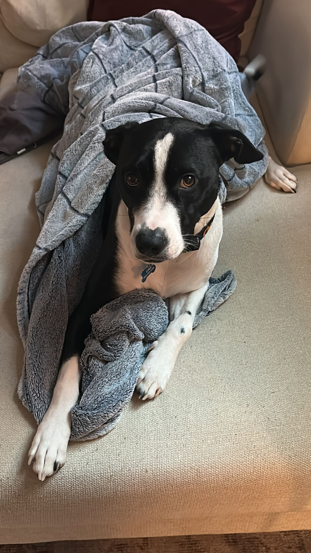 A dog resting under a blanket on a couch, looking at the camera